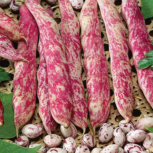 Bean Flambo (75-90 Days) - 105A