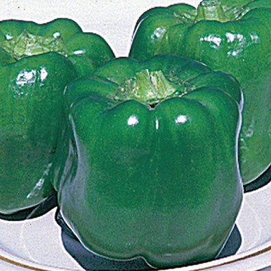 Peppers Early Prolific Hybrid (55 Days) - 1085A