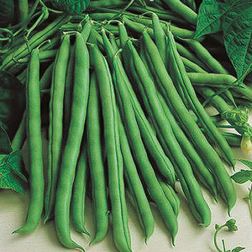 Pole Bean Emerite (53 Days) - 110A