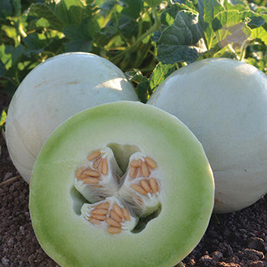 Honeydew Summer Dew - 1202A