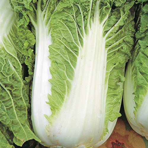 Cabbage Minuet Chinese (48 days) - 1355A