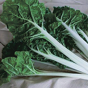Swiss Chard Silverado (60 Days) - 1378A