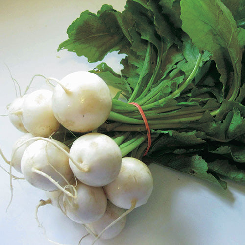 Hakurei Salad Turnip (38 Days) - 1382A