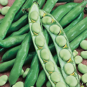 Broad (Fava) Windsor (65 Days) - 140A