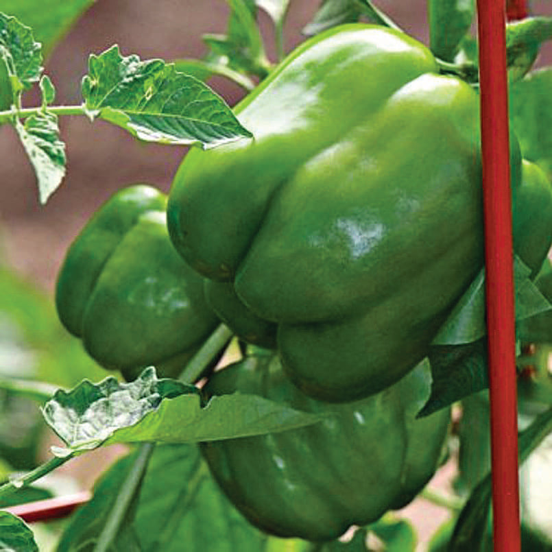 Peppers Fat N' Sassy Hybrid (65 Days) - 1710A