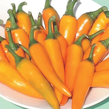 Mikes Pepper Hot (80 Days)