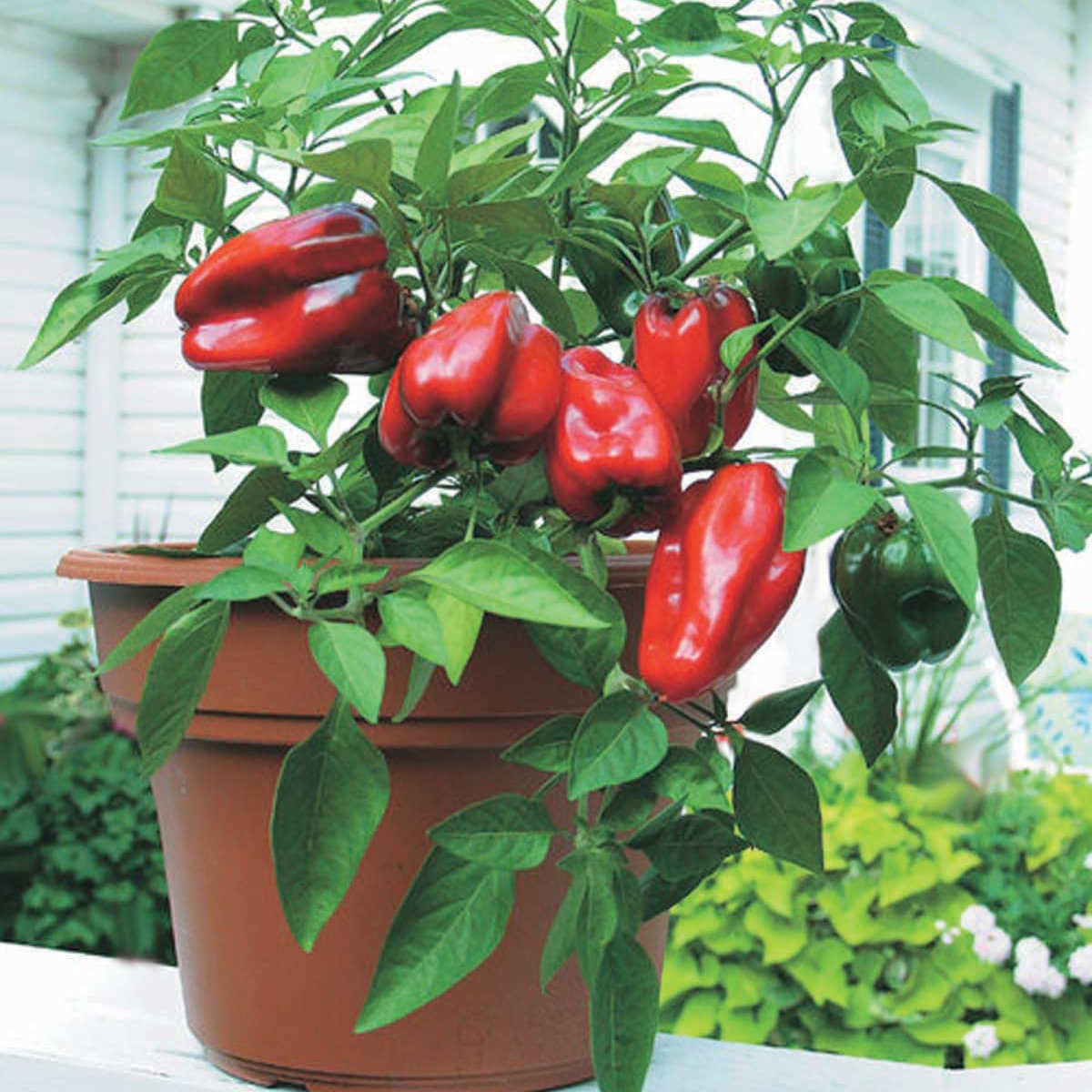 Pepper Little Red Hybrid (65 Days) - 1760A
