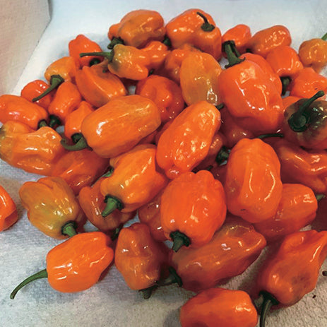 Pepper Helios Hyb (87 Days) - 1795A