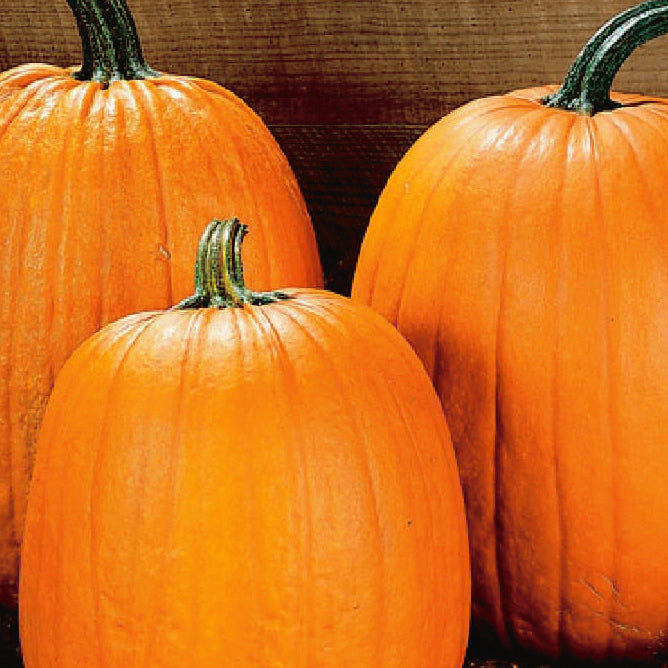 Pumpkin Howden (115 Days) - 1860A