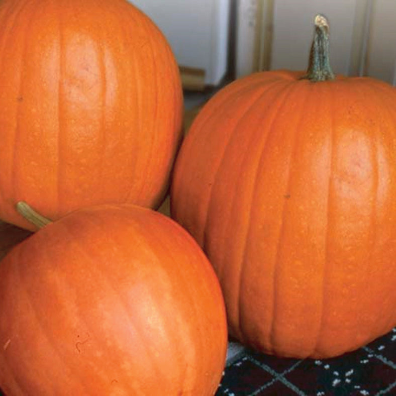 Pumpkin Big Max (110 Days) - 1887CW