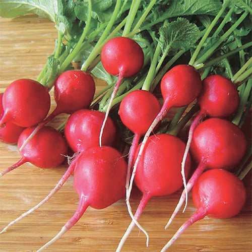 Radish Rover (21 Days) - 1980A