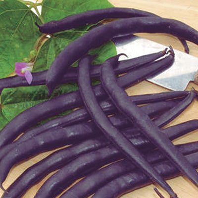 Beans Purple Royalty (53 Days) - 20A