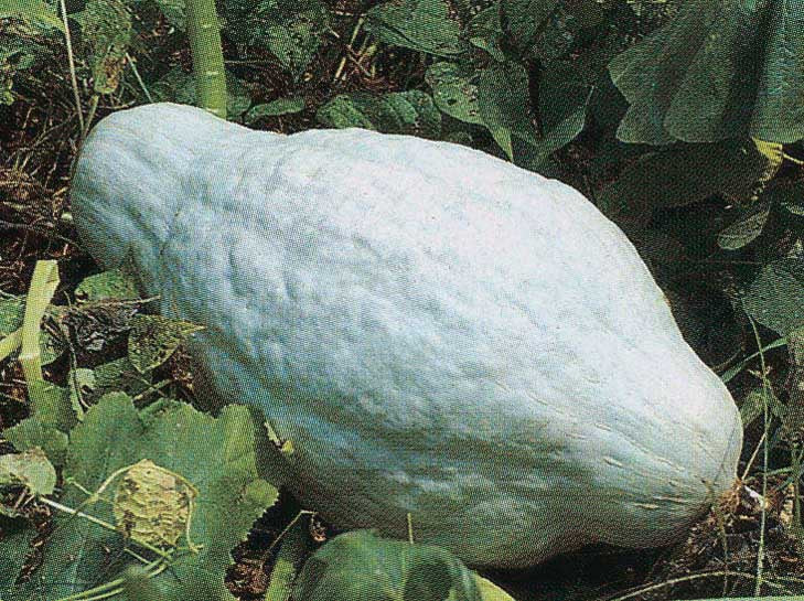 Squash Hubbard Blue (110 Days) - 2140A