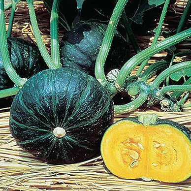 Squash Sweet Mama (75 Days) - 2155A