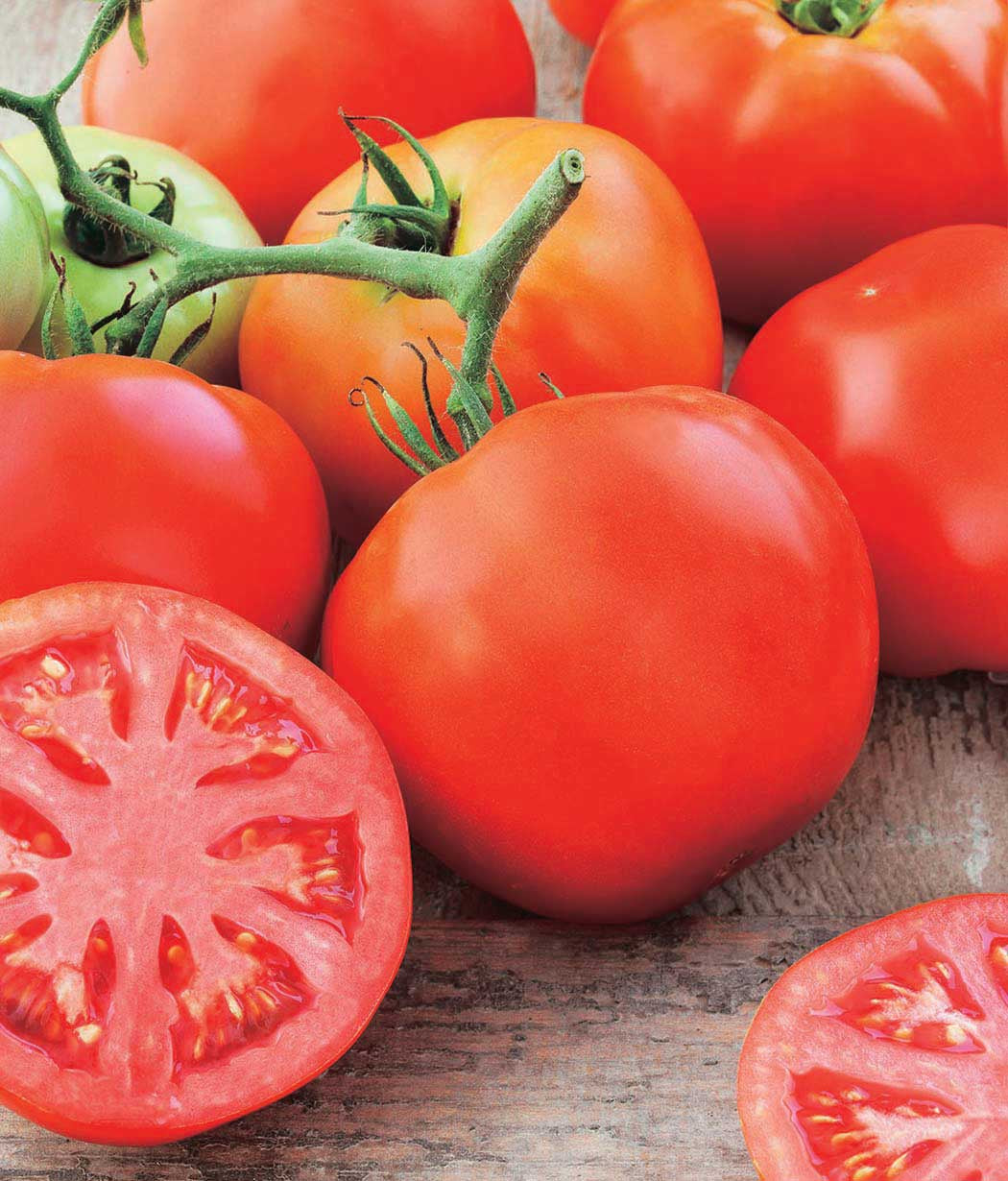 Tomato Pink A Licious (73 Days) - 2338A