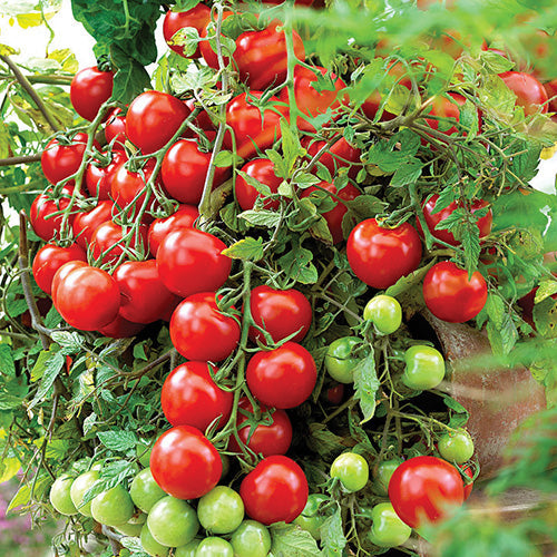 Tomato Tumbling Red (65 Days) - 2358A