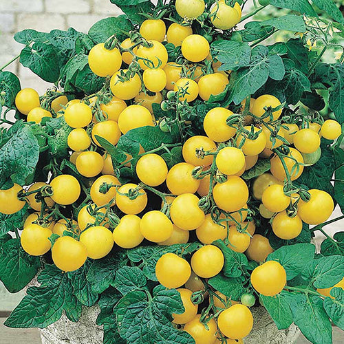 Tomato Tumbling Yellow Cherry Seeds 65 Days | T&T Seeds