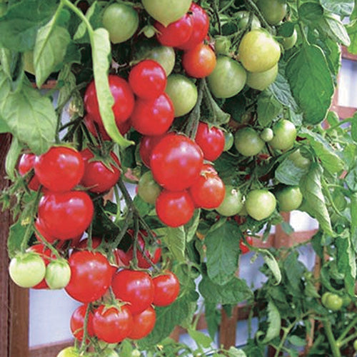 Tomato Tumbler (60 Days) - 2363A