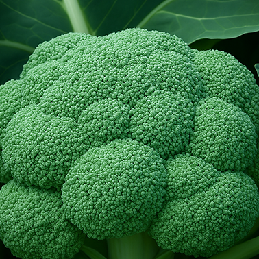 Broccoli Grn Goliath (55 Days)
