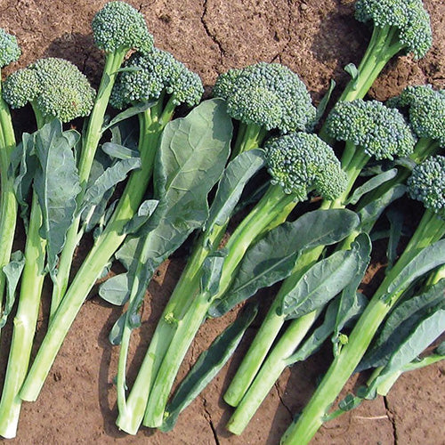 Mini Broccoli Artwork (57 Days) - 275A