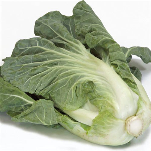 Cabbage Sweet Thang (65 Days) - 305A