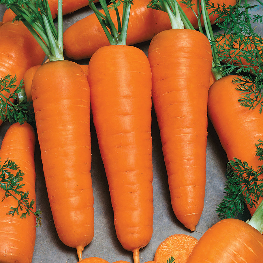 Carrots Royal Chantenay (65 Days)