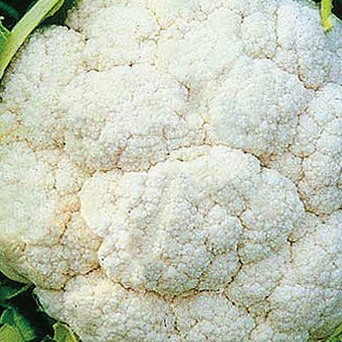 Cauliflower Amazing Hybrid (68 Days) - 466A