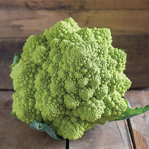 Cauliflower Puntoverde (78 Days) - 470A