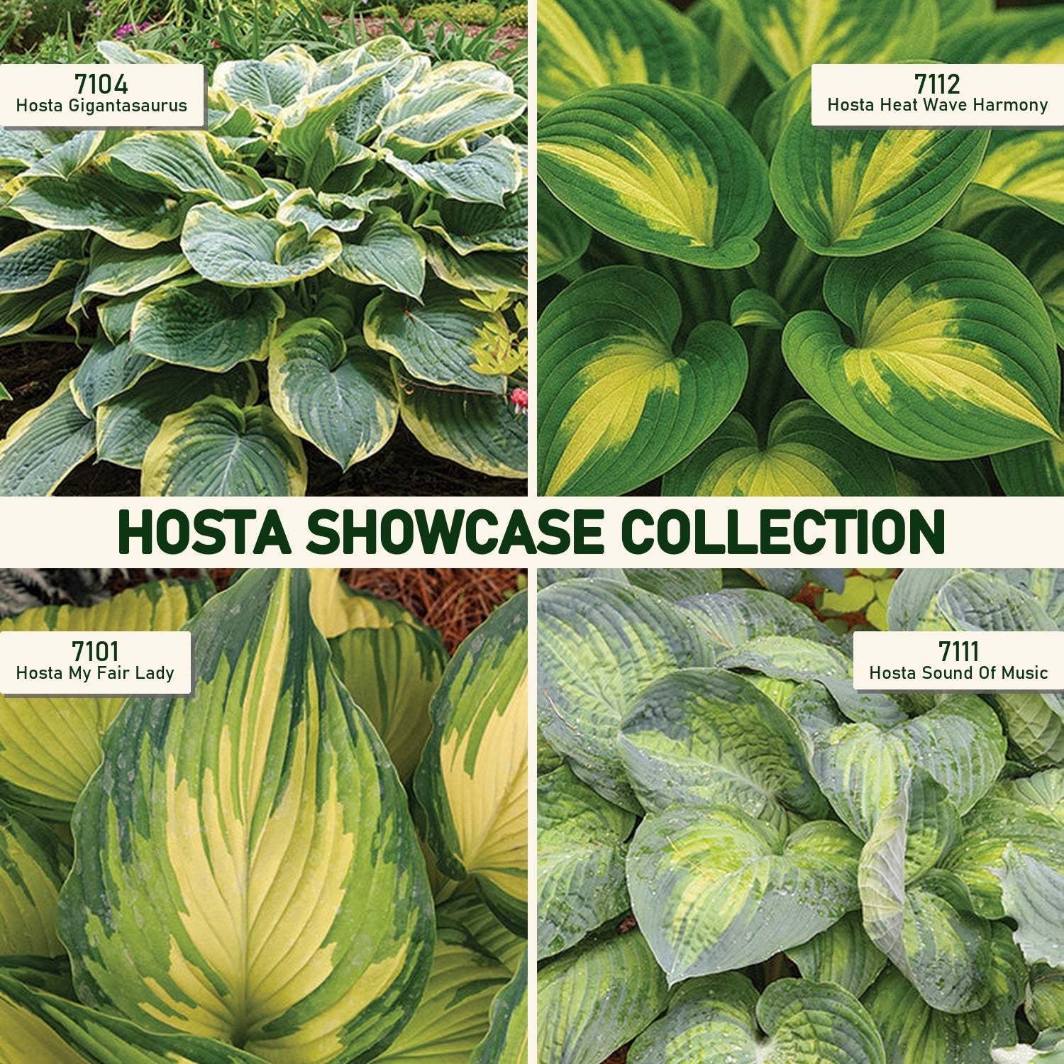 Hosta Showcase Collection – T&T Seeds