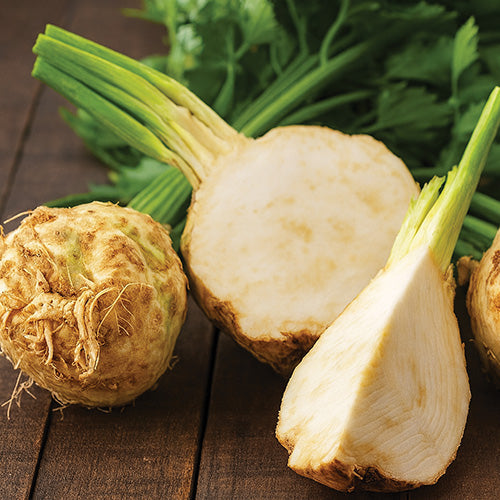 Celeriac (100 Days) - 504A