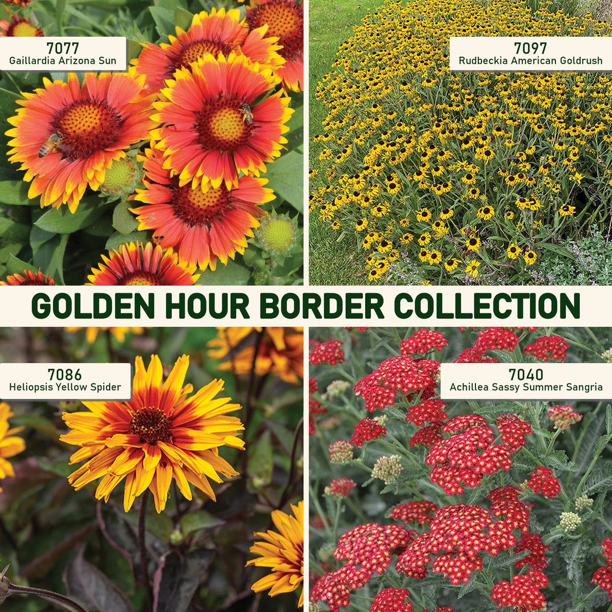 Golden Hour Border Collection