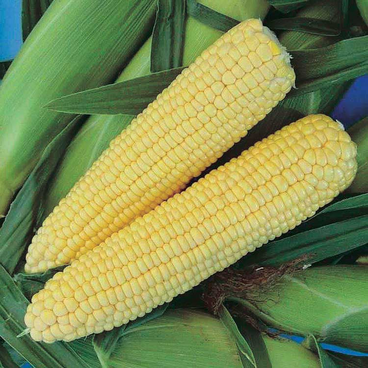 Triple Sweet Honey Select Corn Seeds 75 Days | T&T Seeds