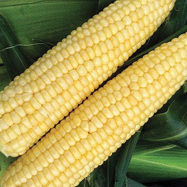 Cafe Hybrid Corn (68 Days)
