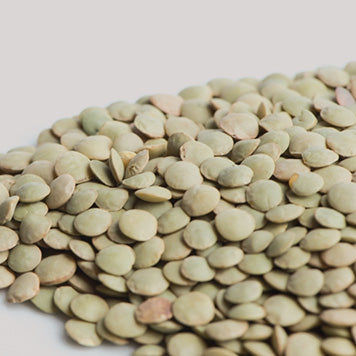 Organic Large Green Lentils Sprouting Seeds | T&T Seeds