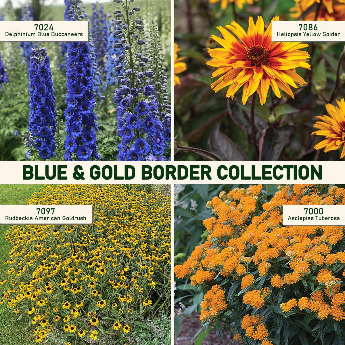 Blue & Gold Border Collection