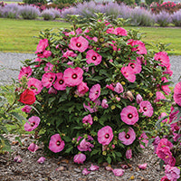 Hibiscus Candy Crush - 6915A