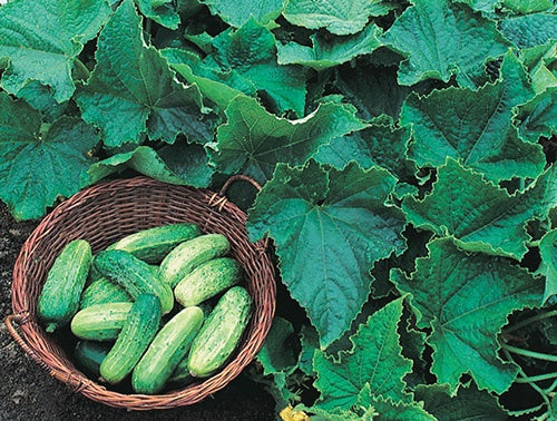 Graines de concombre arbustif (48 jours) | T&T Seeds
