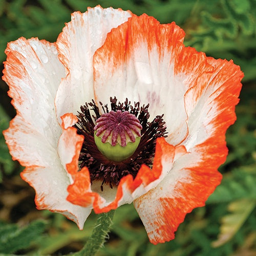 Poppy Pinnacle Perennial - Salmon Pink Blooms | T&T Seeds