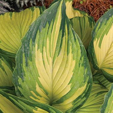 Hosta My Fair Lady - 7101A