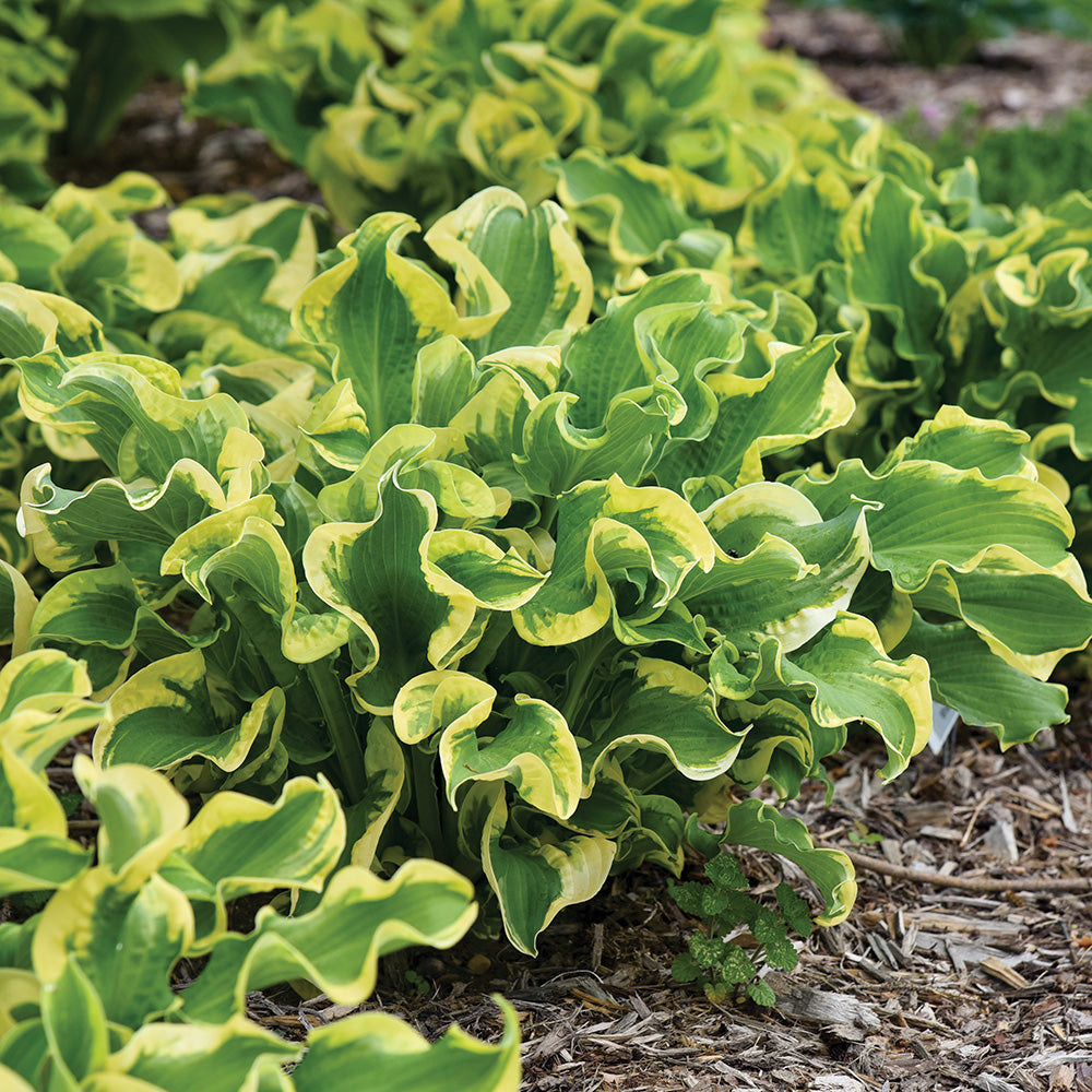 Hosta Wheee