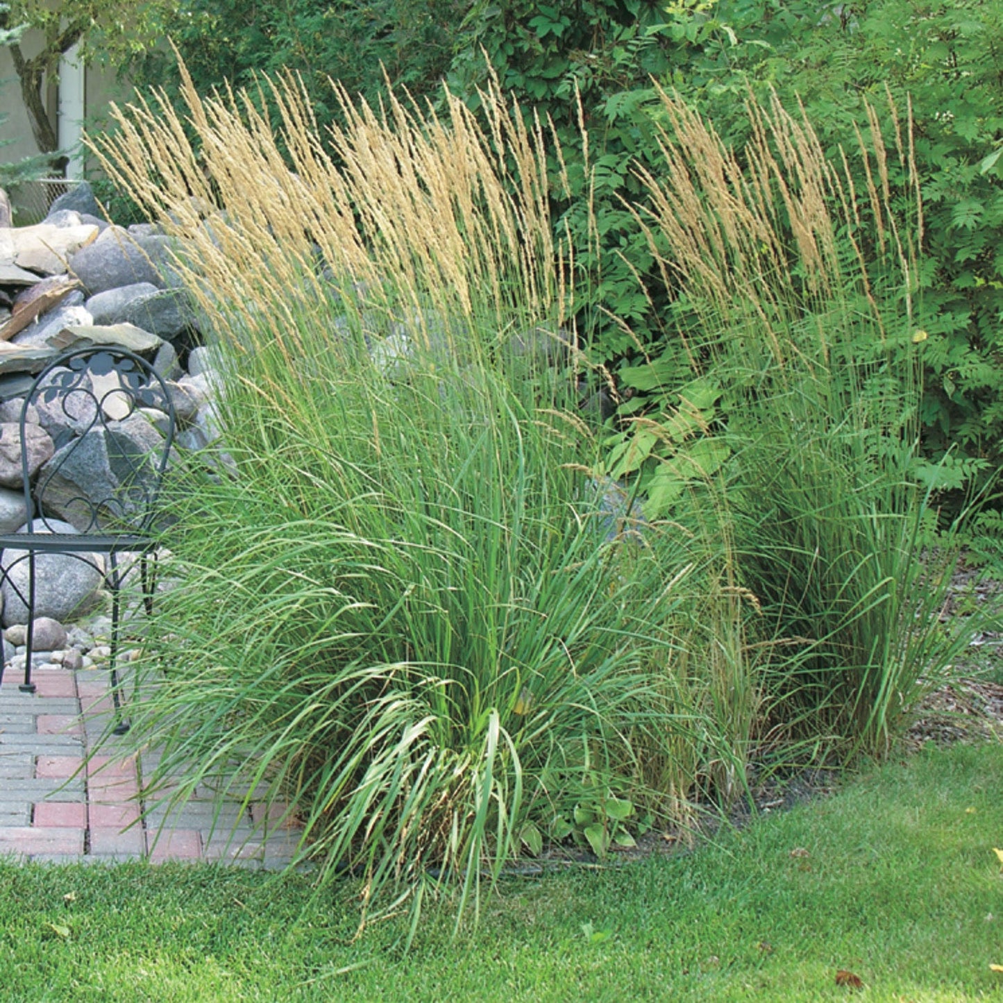 Reed Grass Karl Foerster - 7199A