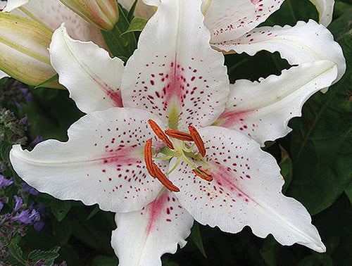 white lily with pink spots Lily Muscadet Oriental Bulbs - White Pink Spots