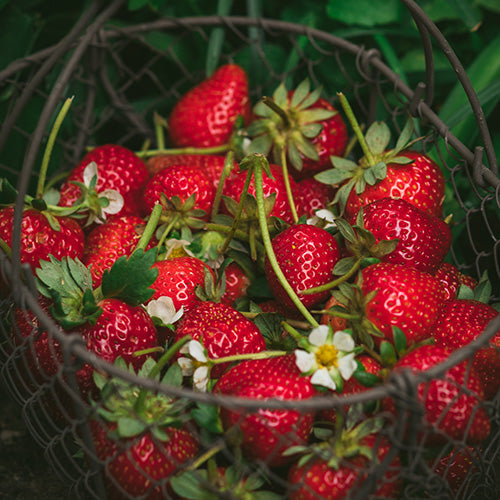 Strawberry Fort Laramie (Everbearing) - 7509A