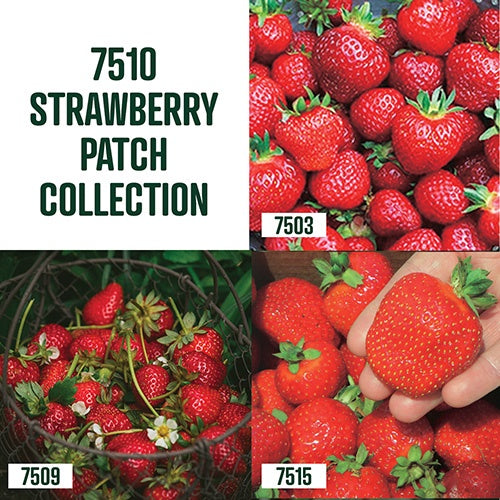 strawberry seed collection Strawberry Plant Collection - 30 Plants