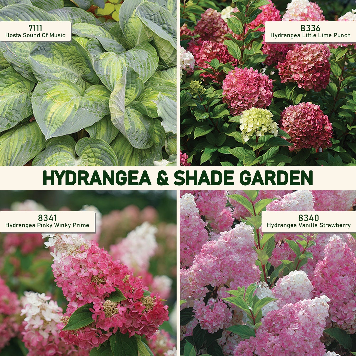 Hydrangea & Shade Garden – T&T Seeds