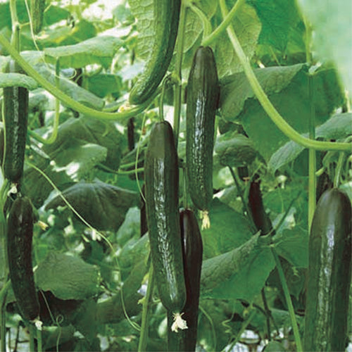 Cucumber Holland Greenhouse (64 Days) - 790A