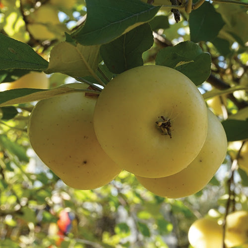 Apple Anna Gold - 8006A