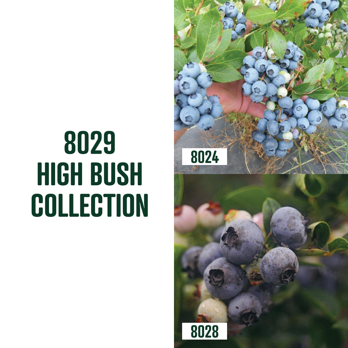 High Bush Blueberry Collection / 2 Plants