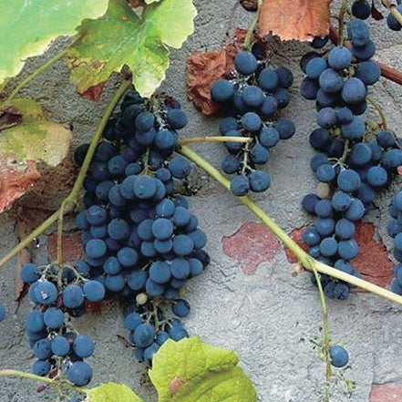 Native Grape - 8034A