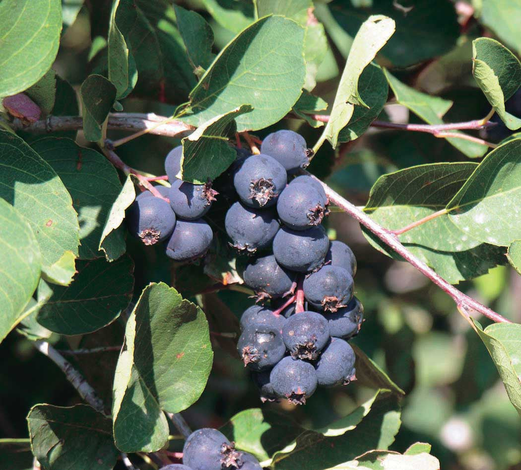 Saskatoons Smokey Seedlings - 8065A